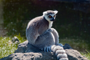 Fototapeta premium ringtailed lemur perched on rock