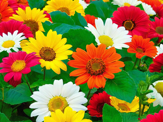 Colorful Yellow Red and White Flowers with Green Leaves Wallpaper