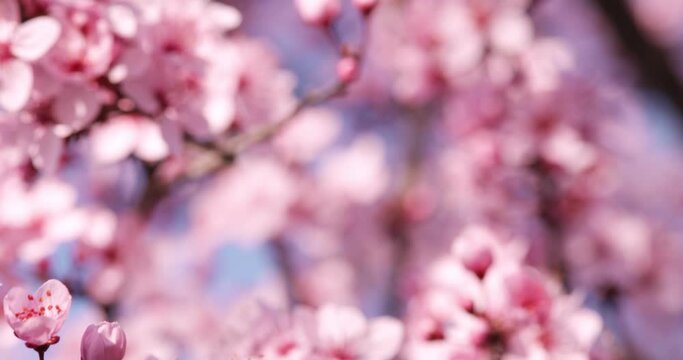 Cherry blossom tree