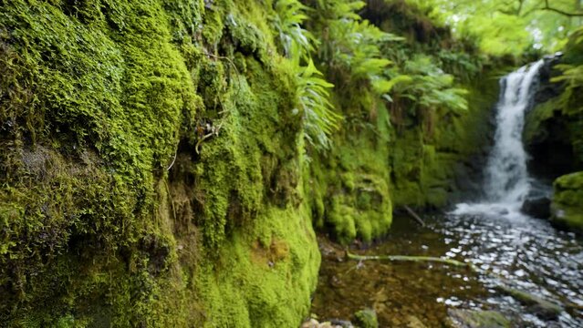 Rainforest waterfall surrounded by rock walls of moss water slowly drips
