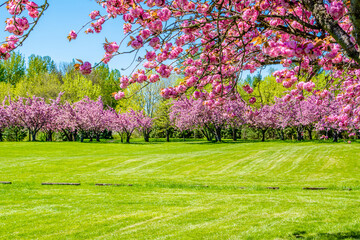 Colorful Pink Blooming Cherry Blossom Trees and Green Field of Grass in Blue Lake Park, Portland, OR - obrazy, fototapety, plakaty