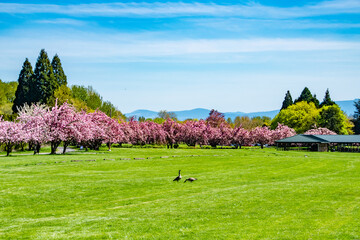Grassy field and meadow in Blue Lake Park in Portland OR spring time with cherry blossom trees