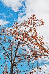 Japanese Persimmon Trees
