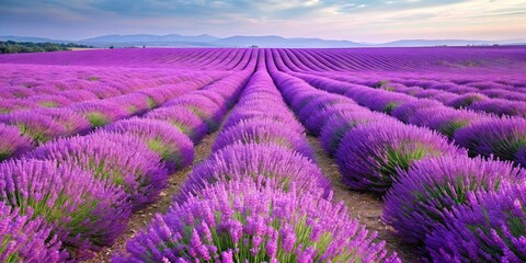 Naklejka premium Beautiful Detail of Scented Lavender Flowers Field - Purple Blossoms