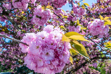 Close Up of Blooming Cherry Blossom Tree in Spring Time