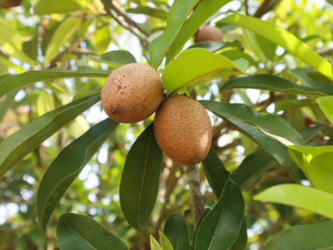 Sawo Kecik fruits from Indonesia (Manilkara Kauki). Harvesting manilkara