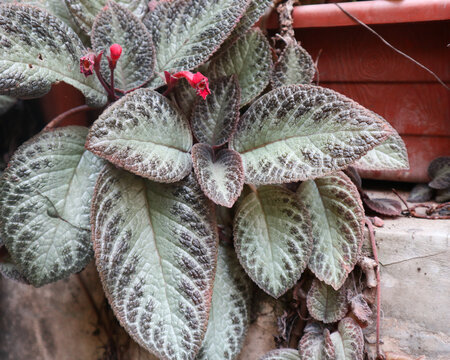 Close up of flame violet plants at the garden. Episcia cupreata flowers.