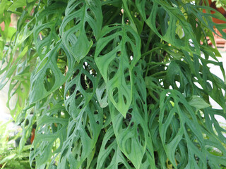 Top view of Monstera adansonii leaves, also known as Janda bolong. Monstera adansonii leaves...