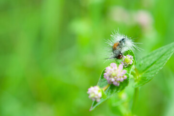 Caterpillar Brown Tussock Moth