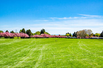 Large Grassy Field Meadow and Cherry Blossom Trees of Blue Lake Park in Portland, OR