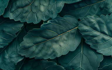 Close up of green leaves texture background. Natural background and wallpaper.