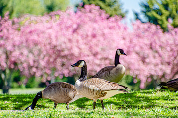 Flock of Geese Eating Grass Among Beautiful Blooming Cherry Blossoms in Blue Lake Park in Spring in Portland, OR