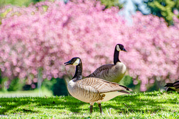 Goose Standing in Grass Meadow Full of Blooming Cherry Blossom Trees in Portland, OR Blue Lake Park