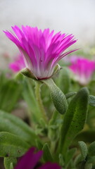 Close-up purple Livingstone daisy flower, green leaves