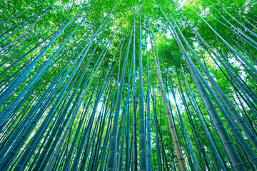 Bamboo Forest in Arashiyama, Kyoto, Japan