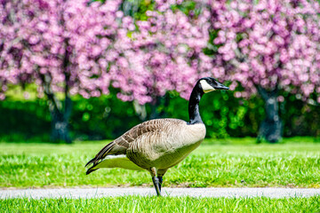 Goose Standing in Grass MEadow Full of Blooming Cherry Blossom Trees in Portland, OR Blue Lake Park