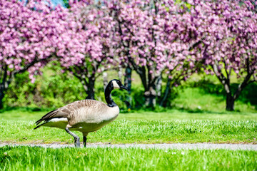 Geese Eating Grass Among Beautiful Blooming Cherry Blossoms in Blue Lake Park in Spring in Portland, OR