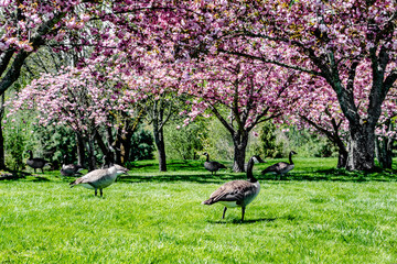Several Geese Walking Through Beautiful Calm Forest of Cherry Blossom Trees in Portland, OR