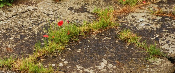 Erba e fiori crescono dalle fessure dell'asfalto