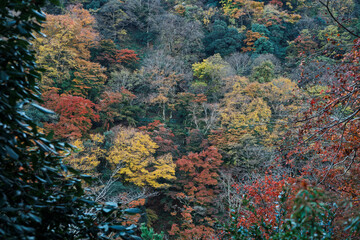 Fototapeta na wymiar Arashiyama in Autumn in Kyoto, Japan