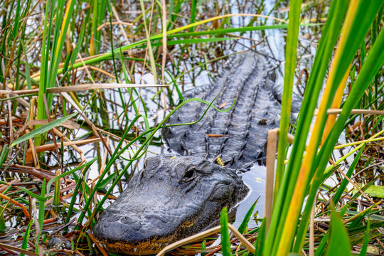 Selective focus on the head of an American Allegator hiding in the swamp grass in the Florida Everglades. - Powered by Adobe