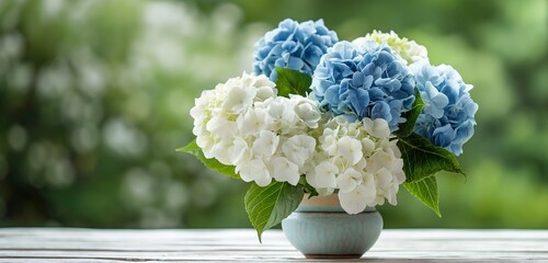 A serene and calming bouquet of blue and white hydrangeas, perfect for a tranquil setting