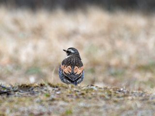 Tokyo, Japan - March 23, 2024: A thrush on a field