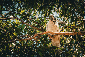 Sunlit Cockatoo Survey