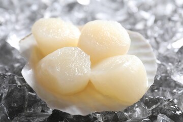 Fototapeta na wymiar Fresh raw scallops in shell on ice cubes, closeup