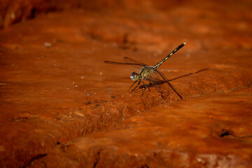 Dragonfly’s Desert Landing