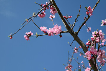 pink peach blossom on the branches in sunny day in the garden