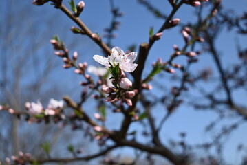 light pink peach flower blossom on the branch in sunny day in the garden
