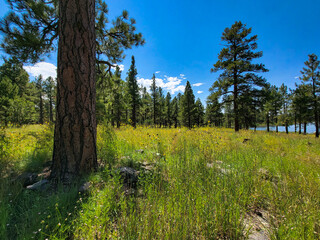 Summer in the forest near a lake