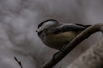 black-capped chickadee in tree