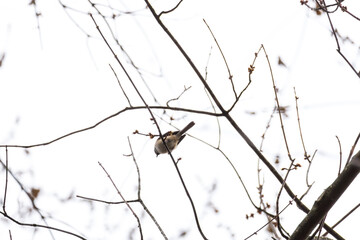 black-capped chickadee in tree