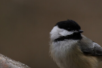black-capped chickadee