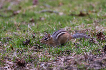 chipmunk in the grass