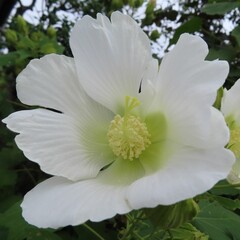 秋にフヨウが白い花を咲かせています