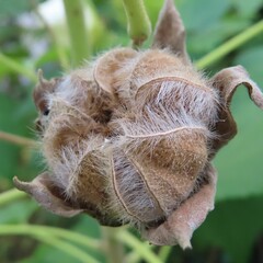 秋にフヨウが白い花を咲かせています
