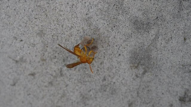 Yellow Paper Wasp sitting on his nest slow motion 240fps