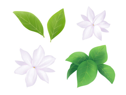 茉莉花ꕤ୭*ページପ(⑅ˊᵕˋ⑅)ଓ 茉莉花 Images – Browse 67 Stock Photos, Vectors, and Video | Adobe