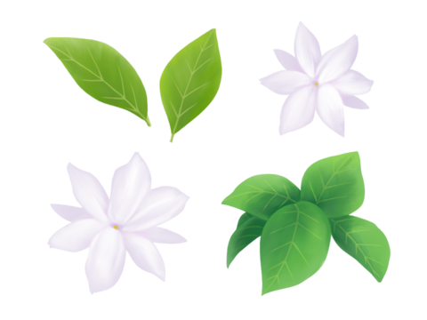 茉莉花 楽天市場】サントリー ジャスミン焼酎 茉莉花 1800ml 紙パック【茉莉花