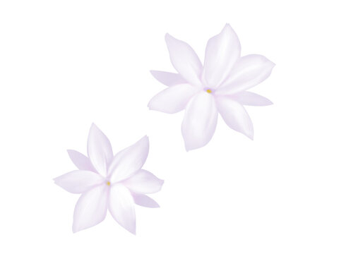 ピカケの花のリアルな水彩イラストセット