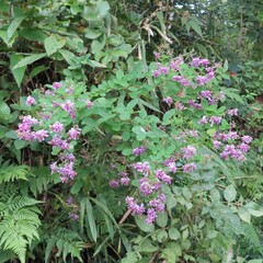 秋にヤマハギが紫の花を咲かせています