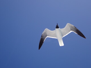 Laughing gull in flight overhead with blue sky background