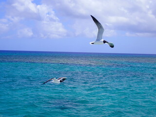 Fototapeta na wymiar Seagulls flying over turquoise colored ocean with bright tropical background 