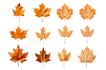 An assortment of amber-hued maple leaves, elegantly displayed against a clean white backdrop, evoking the splendor of the fall season.