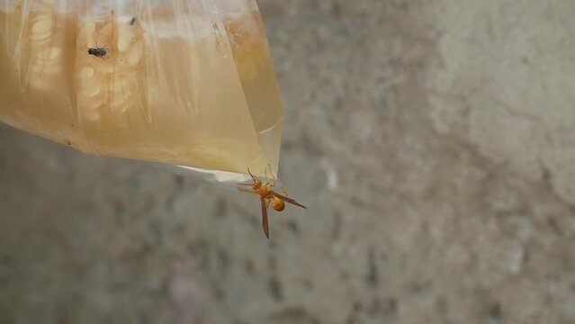 Yellow Paper Wasp Sucking Water And Flying Scene 240fps Slow Motion