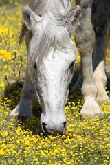 Wild Horse Amidst Spring Flowers