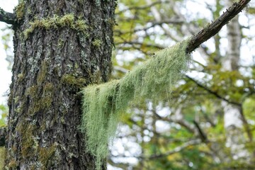 Obraz premium レースのカーテンのようなサルオガセの情景